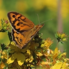 Heteronympha merope (Common Brown Butterfly) at Red Hill Nature Reserve - 3 Dec 2022 by AndyRoo