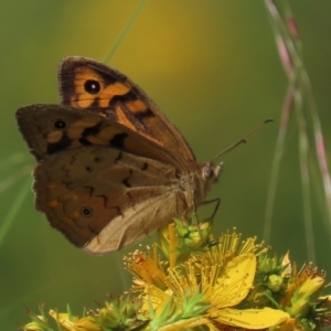 Heteronympha merope at Red Hill Nature Reserve - 4 Dec 2022