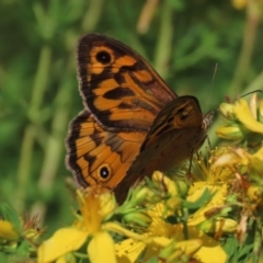 Heteronympha merope at Red Hill Nature Reserve - 4 Dec 2022