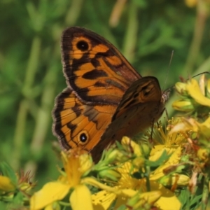 Heteronympha merope at Red Hill Nature Reserve - 4 Dec 2022