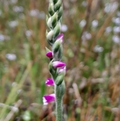 Spiranthes australis (Austral Ladies Tresses) at Namadgi National Park - 21 Jan 2024 by Venture