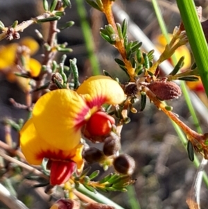 Dillwynia phylicoides at Black Mountain - 15 Jul 2023 02:21 PM