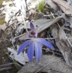 Cyanicula caerulea (Blue Fingers, Blue Fairies) at Aranda, ACT - 9 Sep 2023 by Venture