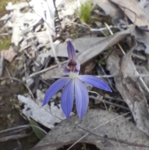 Cyanicula caerulea at Aranda Bushland - suppressed