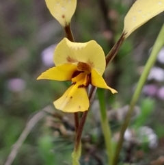 Unidentified Orchid at Bruce, ACT - 3 Oct 2023 by Venture