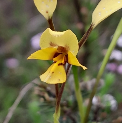 Diuris chryseopsis at Bruce, ACT - 3 Oct 2023 by Venture