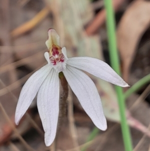 Caladenia fuscata at Aranda Bushland - 9 Sep 2023