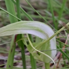 Pterostylis falcata (Sickle Greenhood) at Namadgi National Park - 5 Jan 2024 by Venture