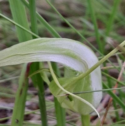 Pterostylis falcata (Sickle Greenhood) at Tharwa, ACT - 5 Jan 2024 by Venture