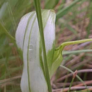 Pterostylis falcata at Namadgi National Park - 5 Jan 2024