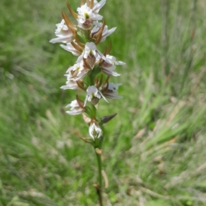 Paraprasophyllum viriosum at Namadgi National Park - suppressed