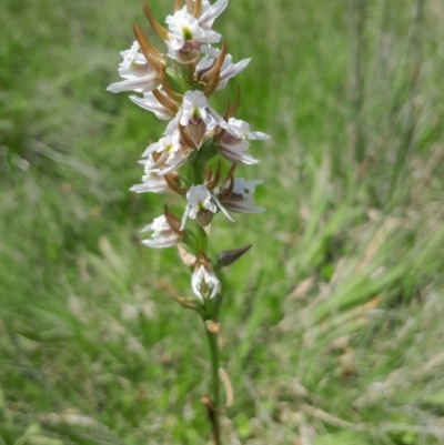 Prasophyllum viriosum (Stocky leek orchid) at Tharwa, ACT - 21 Jan 2024 by Venture