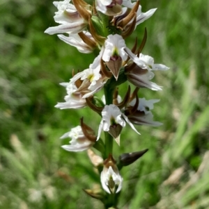 Paraprasophyllum viriosum at Namadgi National Park - suppressed