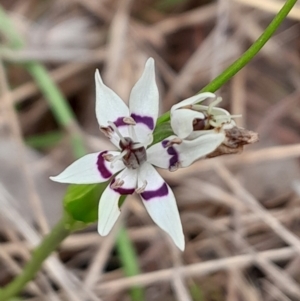 Wurmbea dioica subsp. dioica at Aranda Bushland - 9 Sep 2023