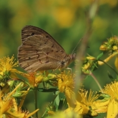 Hypericum perforatum (St John's Wort) at Red Hill Nature Reserve - 4 Dec 2022 by AndyRoo