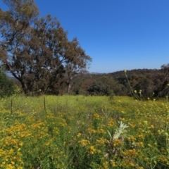 Hypericum perforatum at Red Hill Nature Reserve - 4 Dec 2022