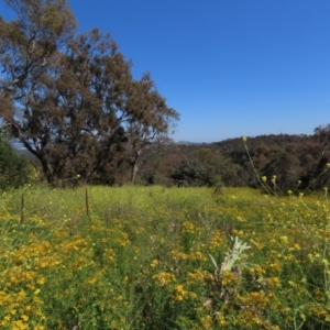 Hypericum perforatum at Red Hill Nature Reserve - 4 Dec 2022