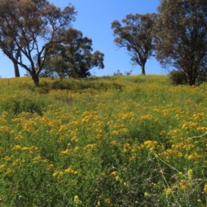 Hypericum perforatum at Red Hill Nature Reserve - 4 Dec 2022