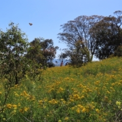 Hypericum perforatum at Red Hill Nature Reserve - 4 Dec 2022