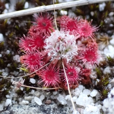 Drosera pygmaea (Tiny Sundew) at Jervis Bay National Park - 16 Apr 2024 by AnneG1