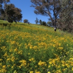 Hirschfeldia incana at Red Hill Nature Reserve - 4 Dec 2022