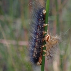 Anthela ocellata (Eyespot Anthelid moth) at Vincentia, NSW - 18 Apr 2024 by AnneG1