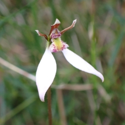Unidentified Orchid at Vincentia, NSW - 18 Apr 2024 by AnneG1