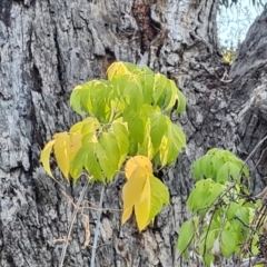 Acer negundo (Box Elder) at Isaacs Ridge and Nearby - 19 Apr 2024 by Mike