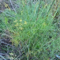 Foeniculum vulgare (Fennel) at Isaacs Ridge and Nearby - 19 Apr 2024 by Mike