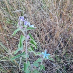 Oxypetalum coeruleum (Tweedia or Southern Star) at Isaacs Ridge and Nearby - 19 Apr 2024 by Mike