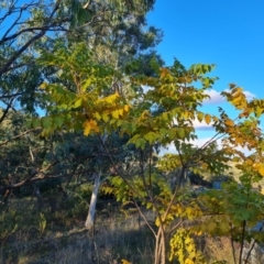 Koelreuteria paniculata (Golden Rain Tree) at Fadden, ACT - 19 Apr 2024 by Mike
