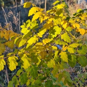 Koelreuteria paniculata at Isaacs Ridge and Nearby - 19 Apr 2024