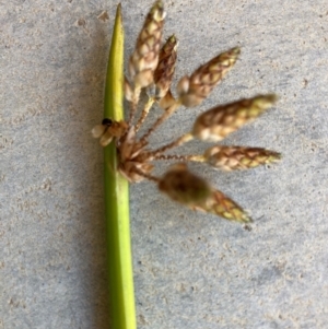 Schoenoplectiella mucronata at Dickson, ACT - 19 Apr 2024