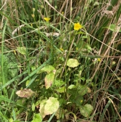 Lapsana communis subsp. communis (Nipplewort) at Namadgi National Park - 10 Feb 2024 by icrawford@iinet.net.au