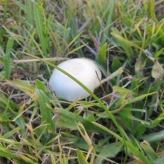 Unidentified Fungus at Watson Green Space - 19 Apr 2024 by AdrianM