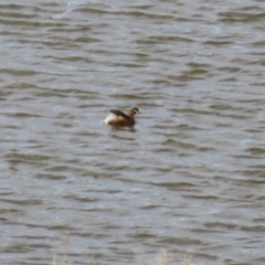 Tachybaptus novaehollandiae (Australasian Grebe) at Tharwa, ACT - 19 Apr 2024 by RodDeb