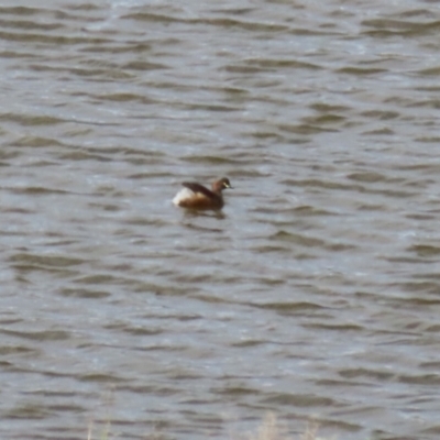 Tachybaptus novaehollandiae (Australasian Grebe) at Tharwa, ACT - 19 Apr 2024 by RodDeb