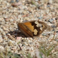 Heteronympha merope (Common Brown Butterfly) at Tharwa, ACT - 19 Apr 2024 by RodDeb