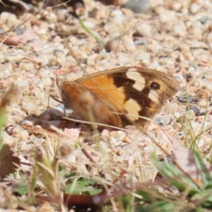 Heteronympha merope at Tharwa, ACT - 19 Apr 2024