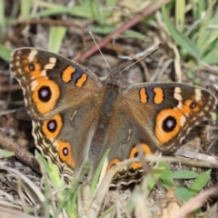 Junonia villida (Meadow Argus) at Tharwa, ACT - 19 Apr 2024 by RodDeb