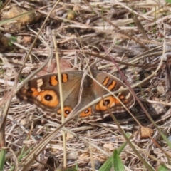 Junonia villida at Tharwa, ACT - 19 Apr 2024