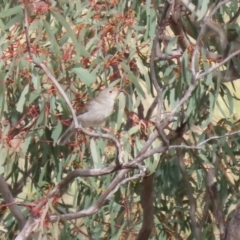 Colluricincla harmonica (Grey Shrikethrush) at Tharwa, ACT - 19 Apr 2024 by RodDeb