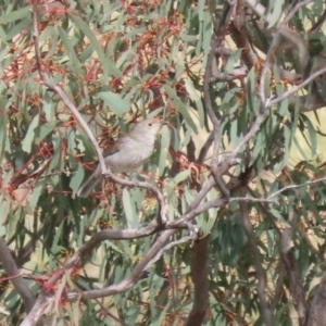 Colluricincla harmonica at Tharwa, ACT - 19 Apr 2024 12:59 PM