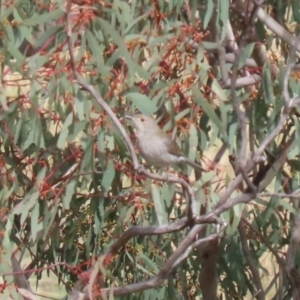 Colluricincla harmonica at Tharwa, ACT - 19 Apr 2024 12:59 PM