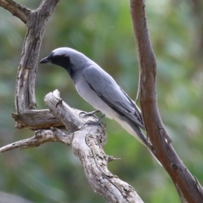 Coracina novaehollandiae (Black-faced Cuckooshrike) at Tharwa, ACT - 19 Apr 2024 by RodDeb