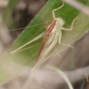 Conocephalus semivittatus at Hughes Grassy Woodland - 19 Apr 2024