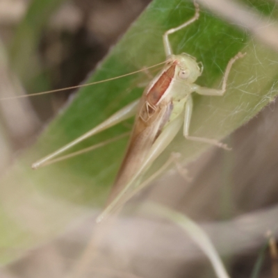 Conocephalus semivittatus (Meadow katydid) at Hughes Grassy Woodland - 19 Apr 2024 by LisaH