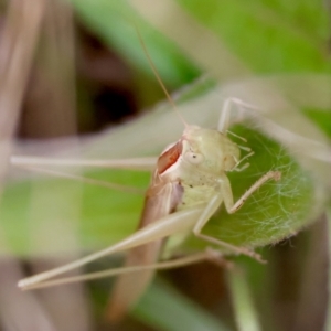 Conocephalus semivittatus at Hughes Grassy Woodland - 19 Apr 2024