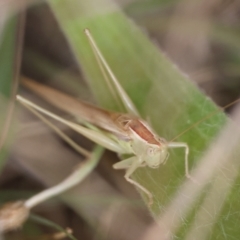 Conocephalus semivittatus at Hughes Grassy Woodland - 19 Apr 2024