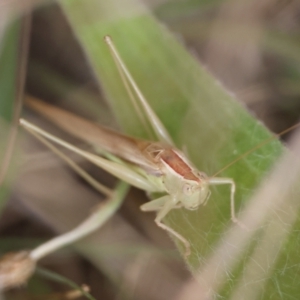 Conocephalus semivittatus at Hughes Grassy Woodland - 19 Apr 2024